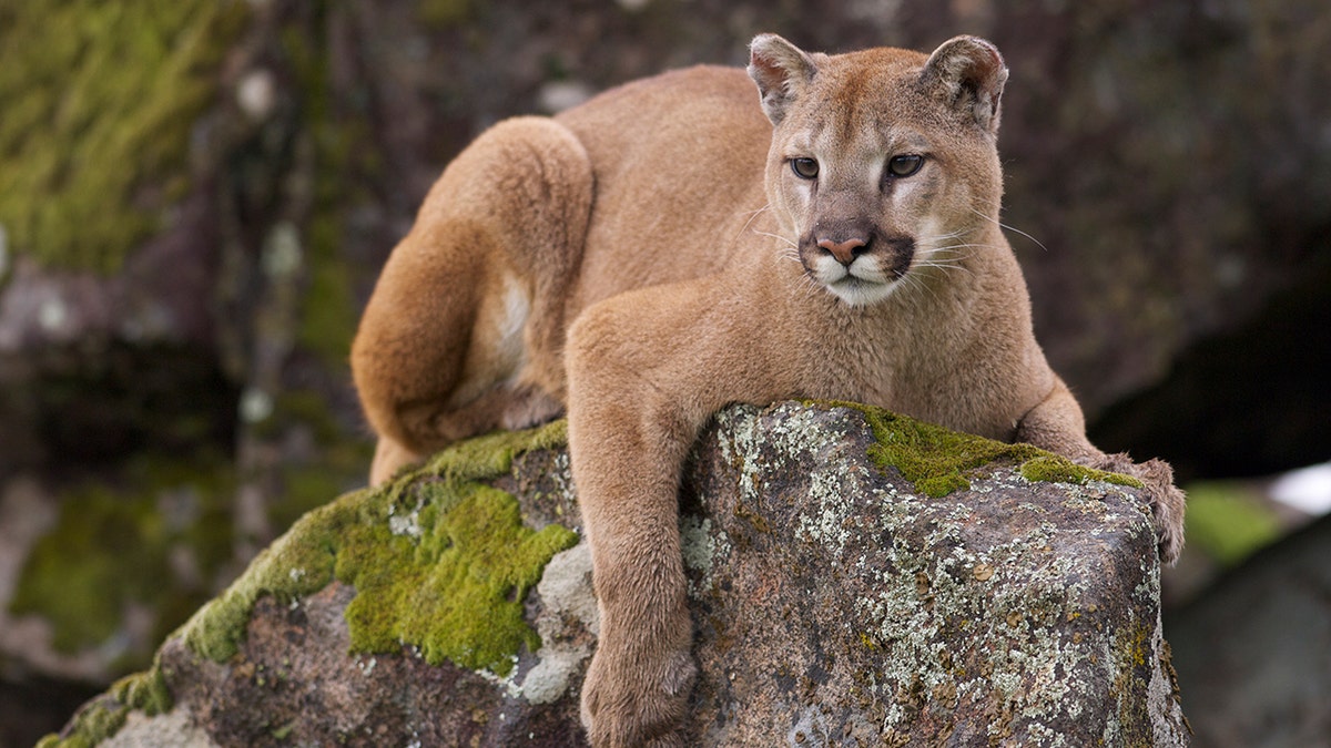 Mountain Lion Encounter: Unexpected Roof Discovery