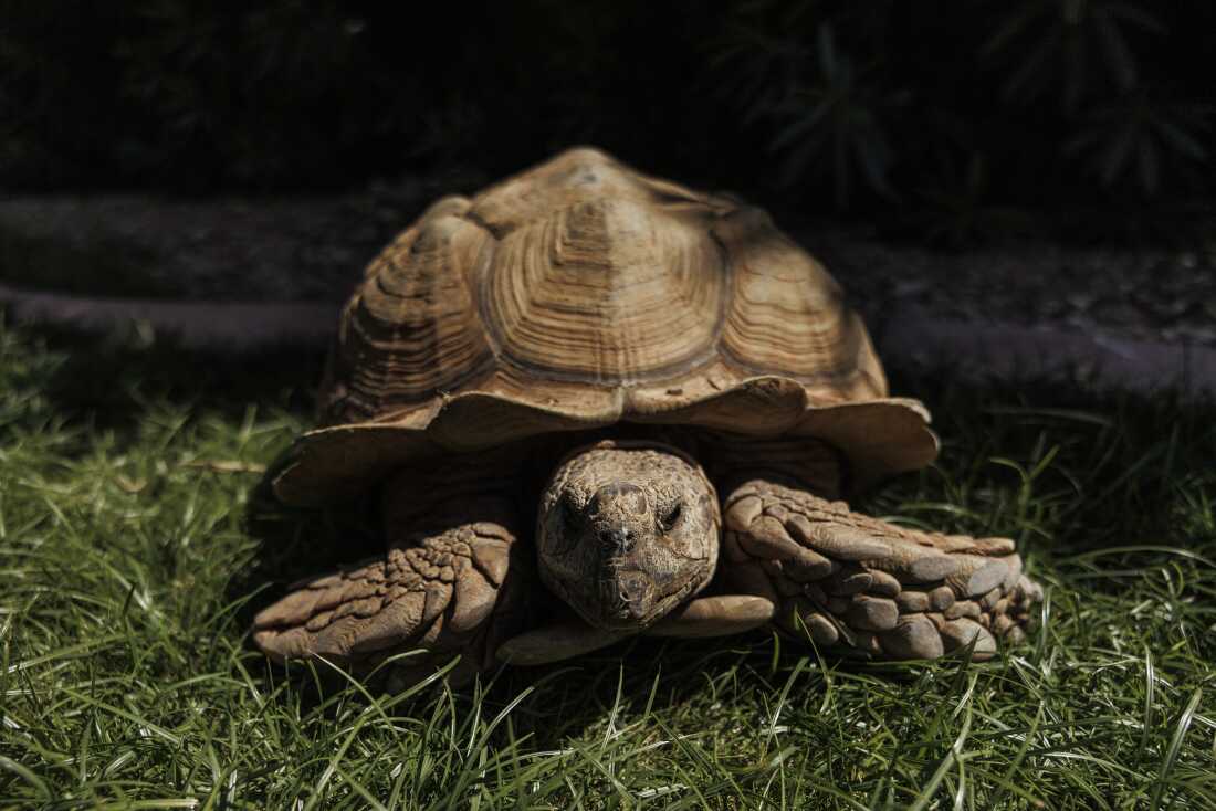 Adventures of Rex: The Wandering Tortoise