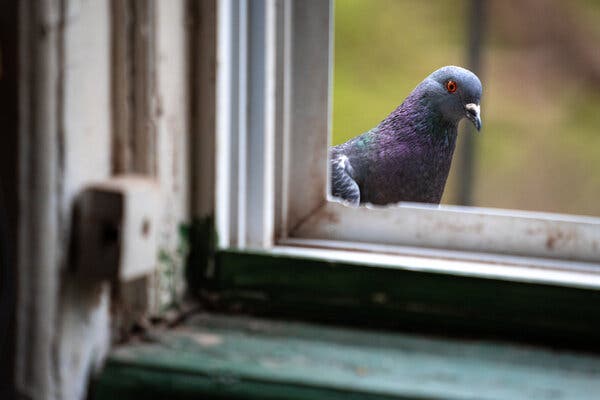 Pigeons’ Ancient Ties to Humans: New Findings from Cyprus