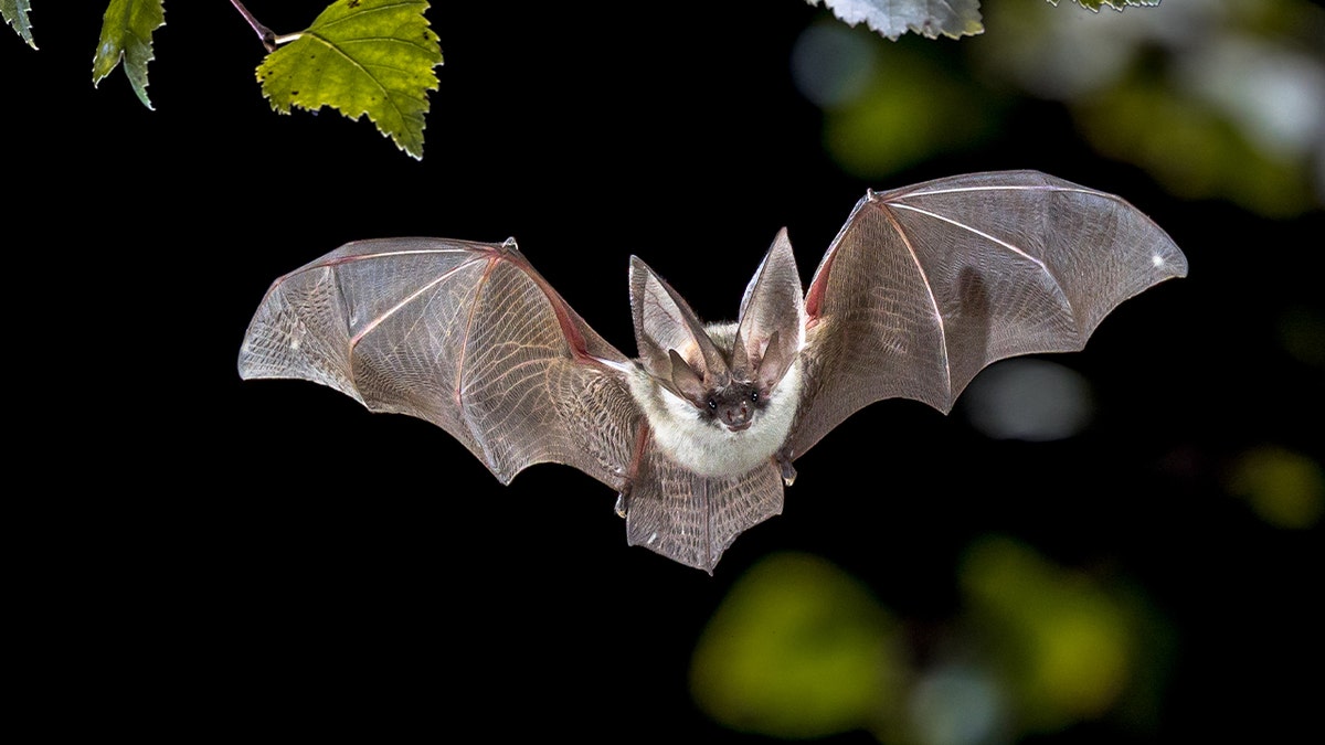 Health Officials Warn of Rabid Bat Found in California Neighborhood