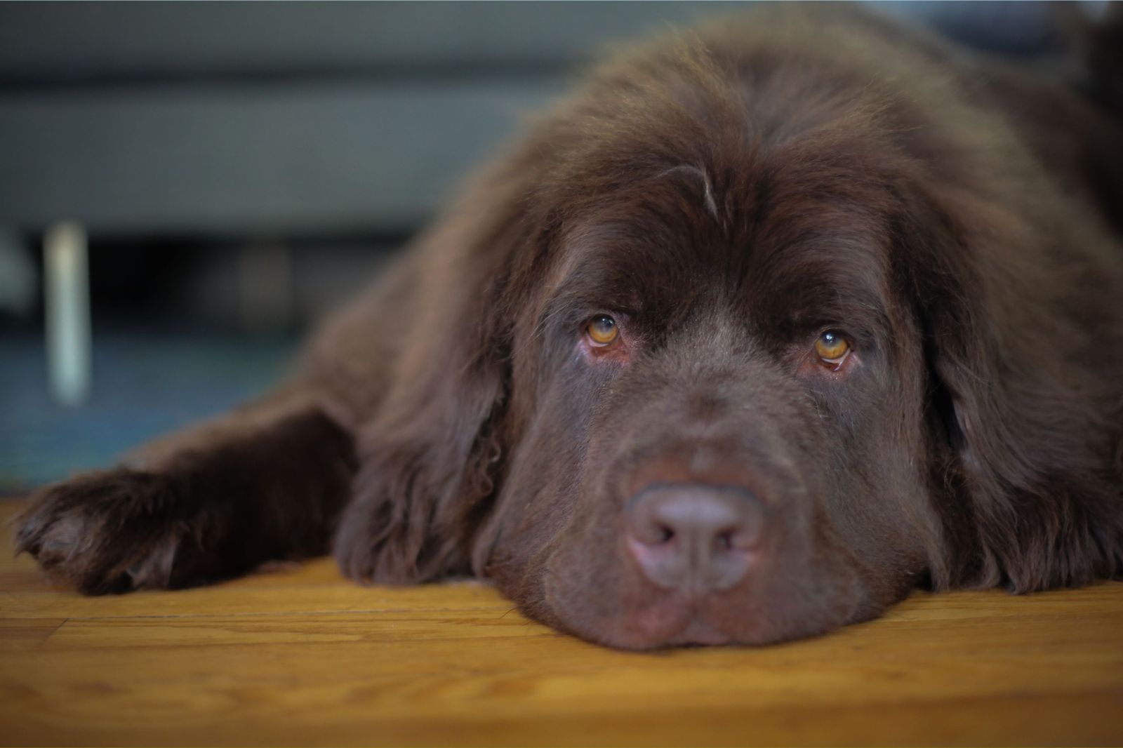 Dogs and Their Impact on Human Health: Breeds Known for Emotional Support