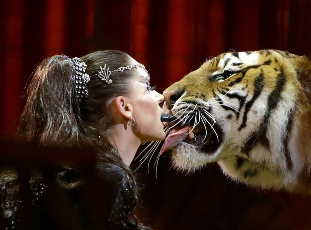 Police Kill Escaped Tiger Owned by Self-Proclaimed ‘Tiger Queen’ in Germany