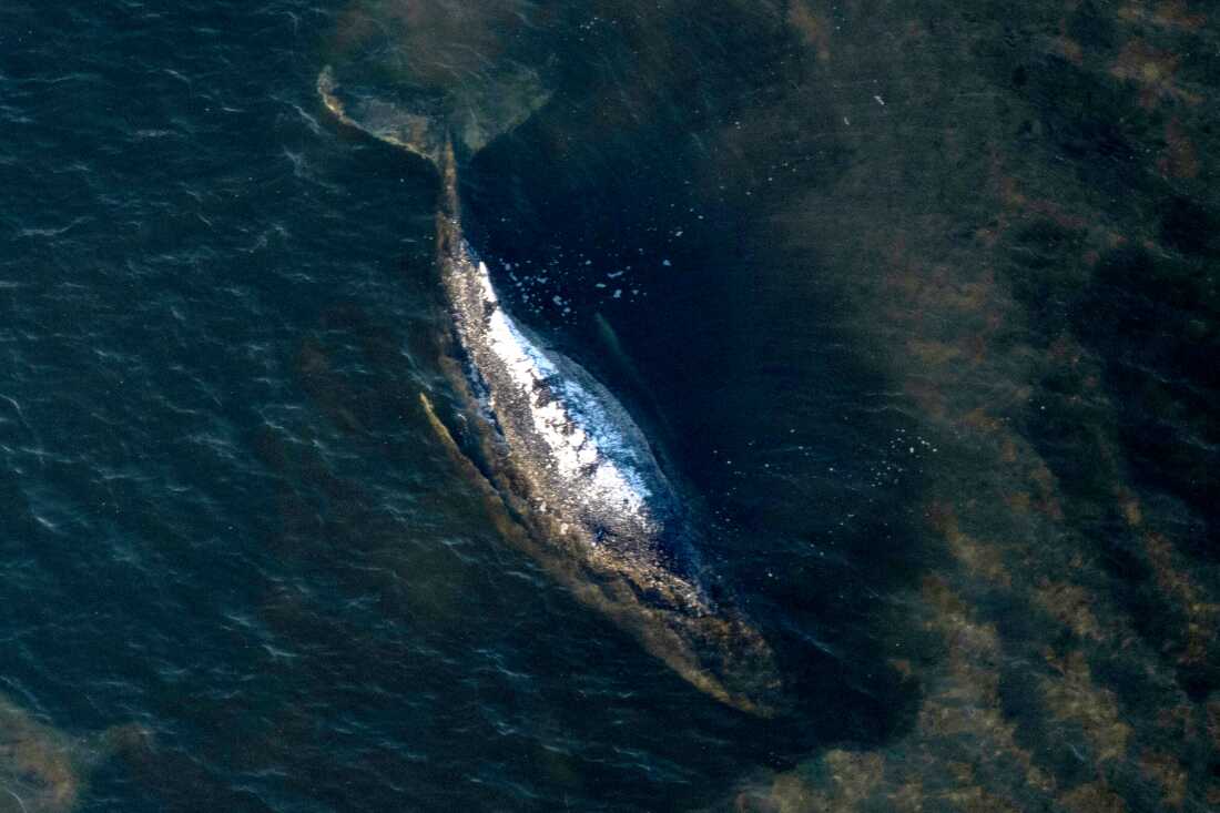 Humpback Whale’s Journey Ends on Danish Shores