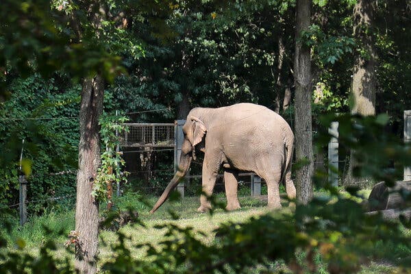 New York Court Rules that Elephant Happy Will Remain at Bronx Zoo