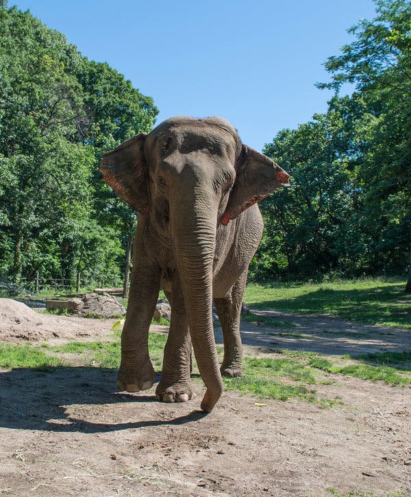 Debate Over Bronx Zoo Elephant’s Isolation Raises Ethical Questions