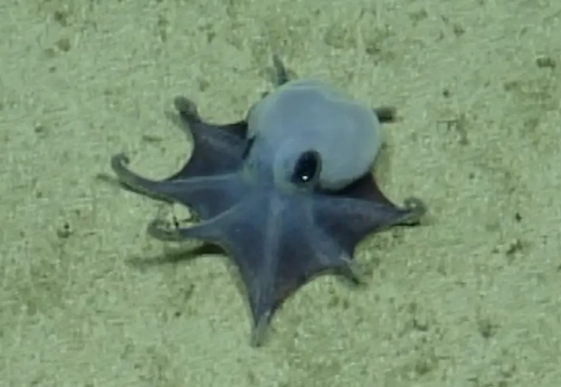 Discovery of a New Octopus Species Near the Galapagos Islands