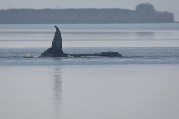Timmy the Humpback Whale Sparks Hope and Controversy in Germany