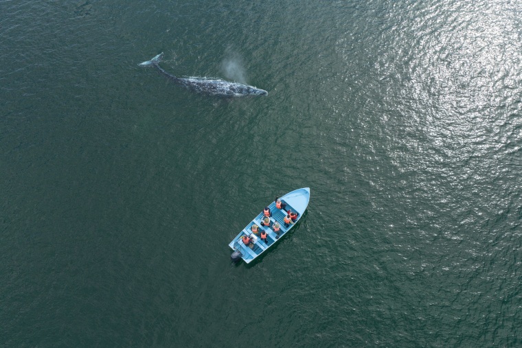 Gray Whales Face Critical Decline on Washington Shores