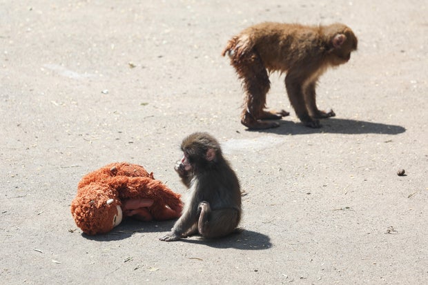 Arrests Made After Incursion at Japanese Zoo