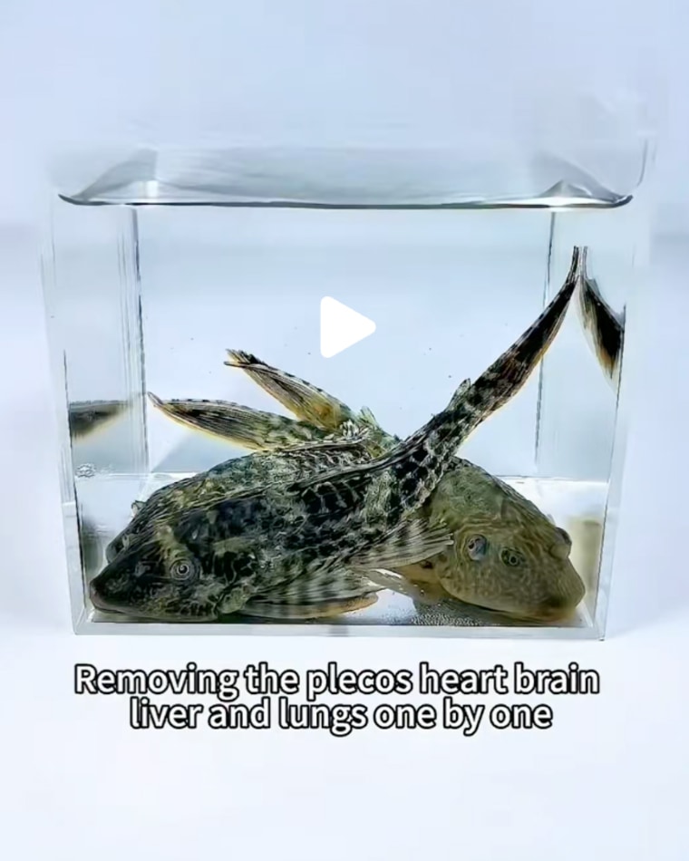 Controversial ‘LabGerm’ Videos Ignite Online Outrage Over Animal Abuse