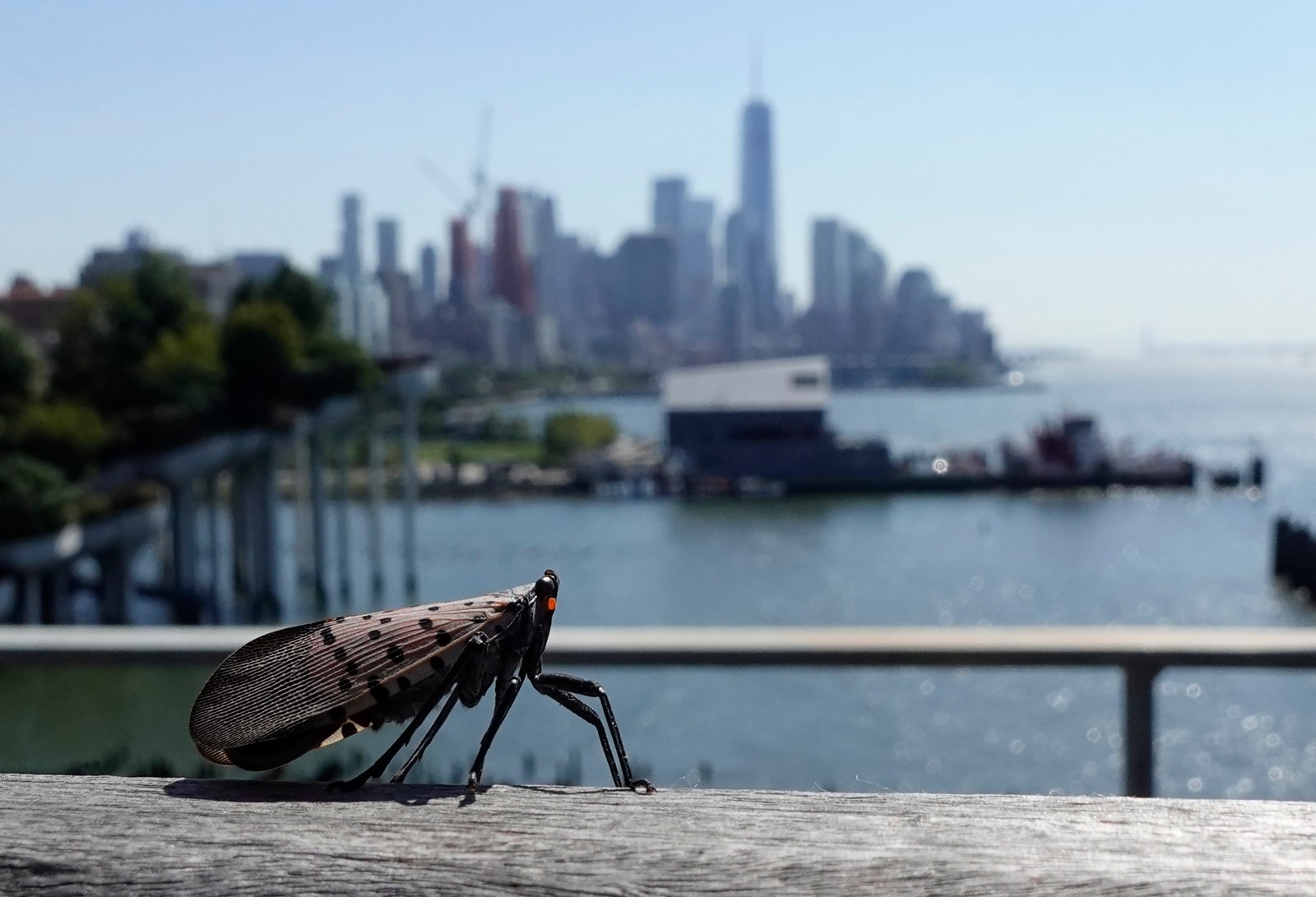 Invasive Species: A Growing Threat to U.S. Ecosystems