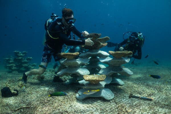 Reviving Coral Reefs with Artificial Structures