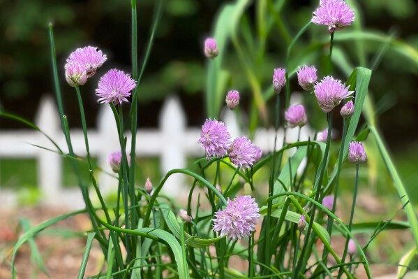 Effective Use of Mulch in Your Garden