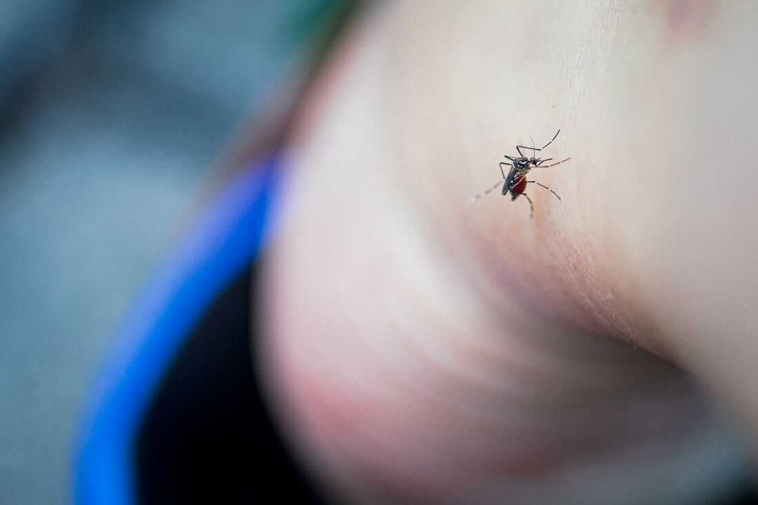 Effective Strategies to Avoid Mosquito Bites