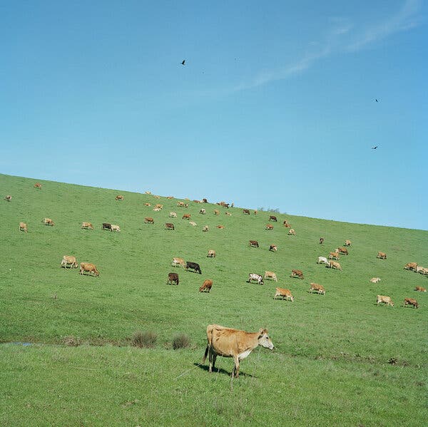 Addressing Meat Industry Concentration is Key to Lowering Beef Prices