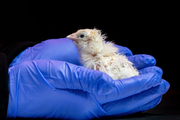 Biotech Firm Claims Advances in Artificial Egg Technology