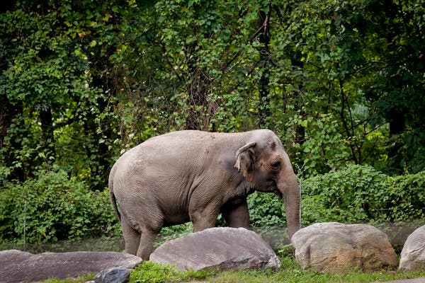 Debate Over Happy the Elephant’s Stay at Bronx Zoo Intensifies