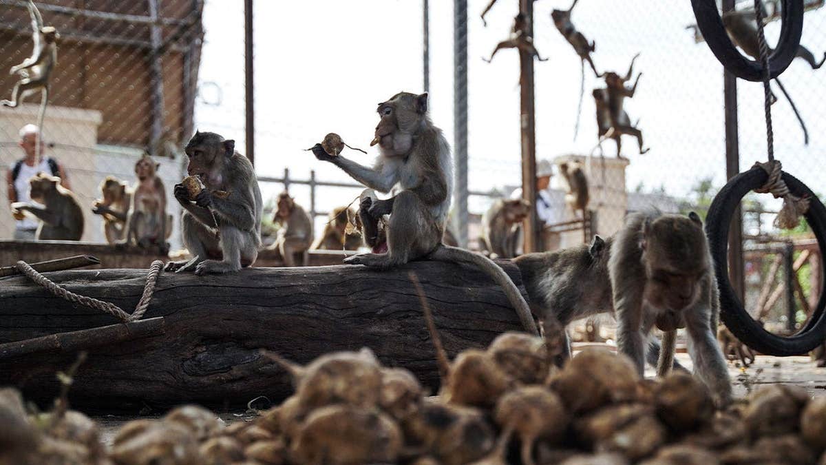 Monkeys Escape from Thai Enclosure Prompting Capture Efforts