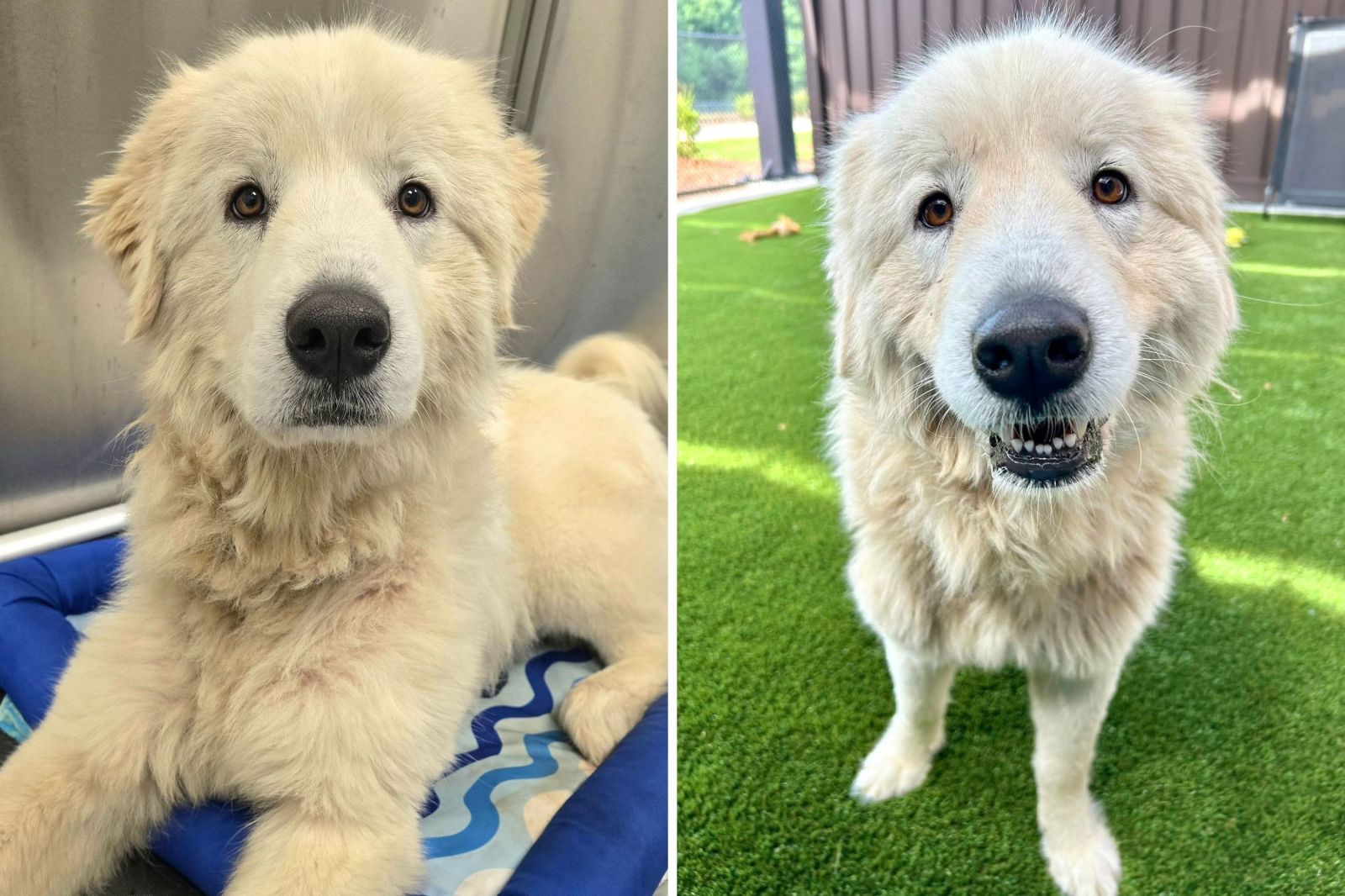 Dog Stranded After Owner’s Death Finds Hope in SPCA Care