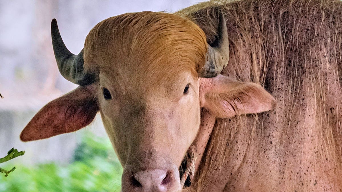 Albino Buffalo Goes Viral for Resembling Trump