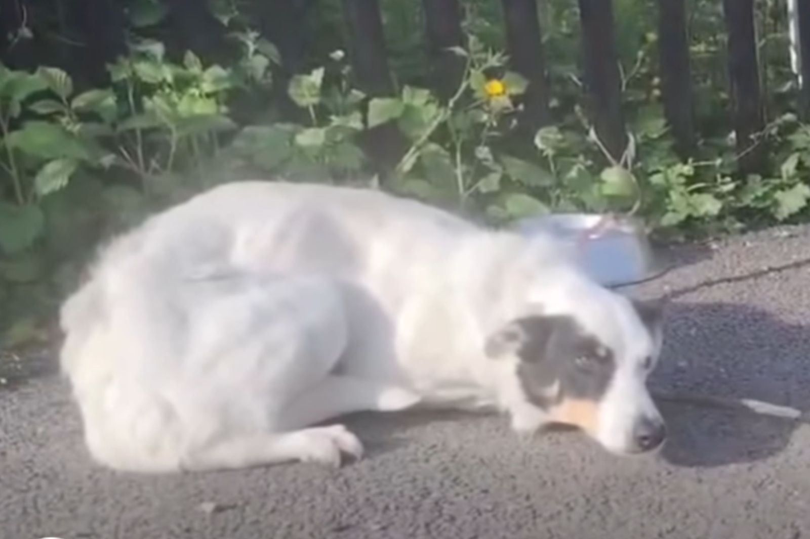 Rescue Efforts Underway for Abandoned Dog in Ireland