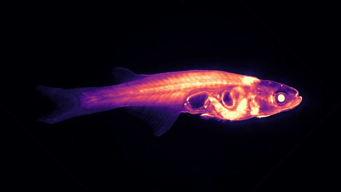 Studying Brain-Behavior Connections with Transparent Fish