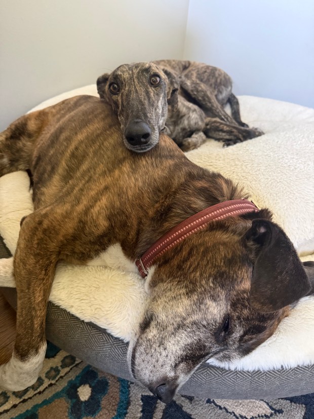 CBD Treats for Dogs: Calming Effects During Fireworks