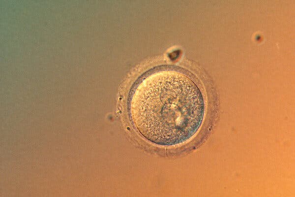 Columbia University Scientists Achieve Precise DNA Editing in Human Embryos
