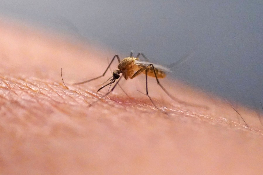 Google’s Innovative Approach to Combat Mosquito-Borne Diseases