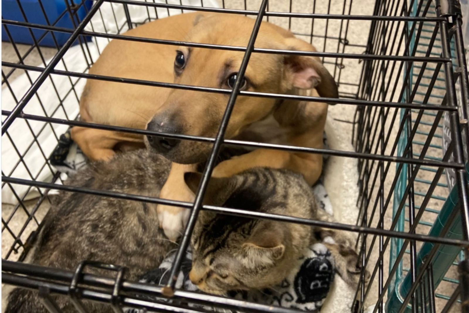 Rescued Puppy and Cat Highlight Summer Heat Dangers for Pets
