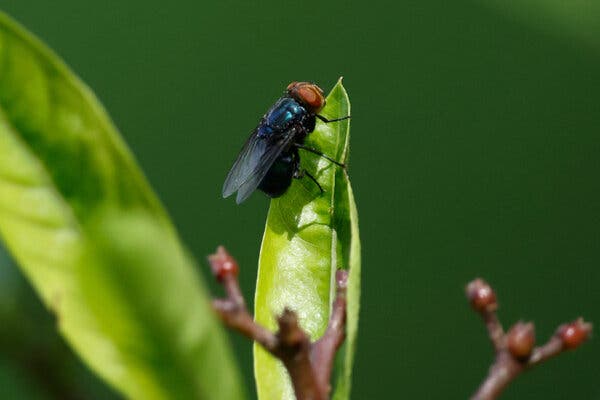 The Return of the Screwworm Fly Threatens U.S. Livestock