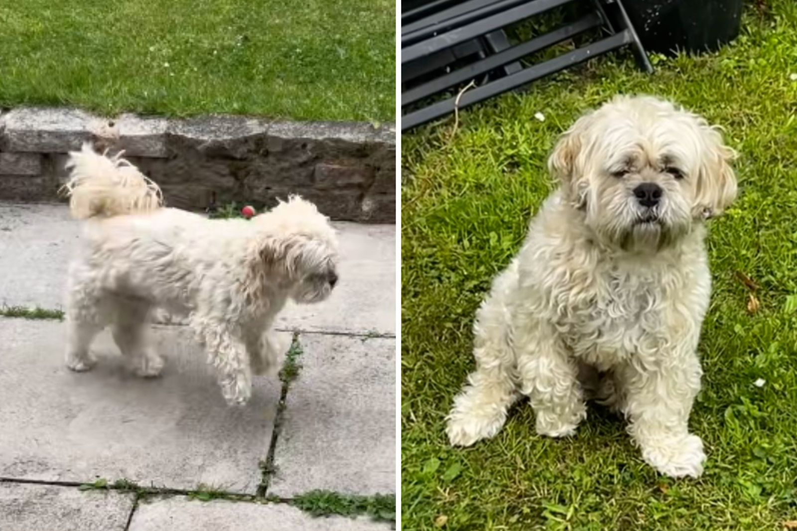 Dog Fakes Injury for Attention: A Family’s Amusing Story