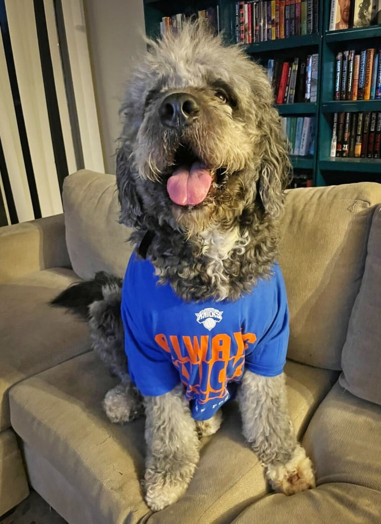 LAPD Shoots Dog During Knicks Championship Celebration