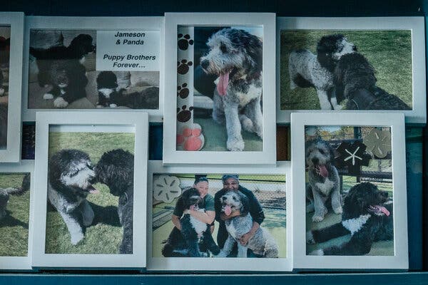 Outcry Over Dog’s Shooting by Los Angeles Police Officer