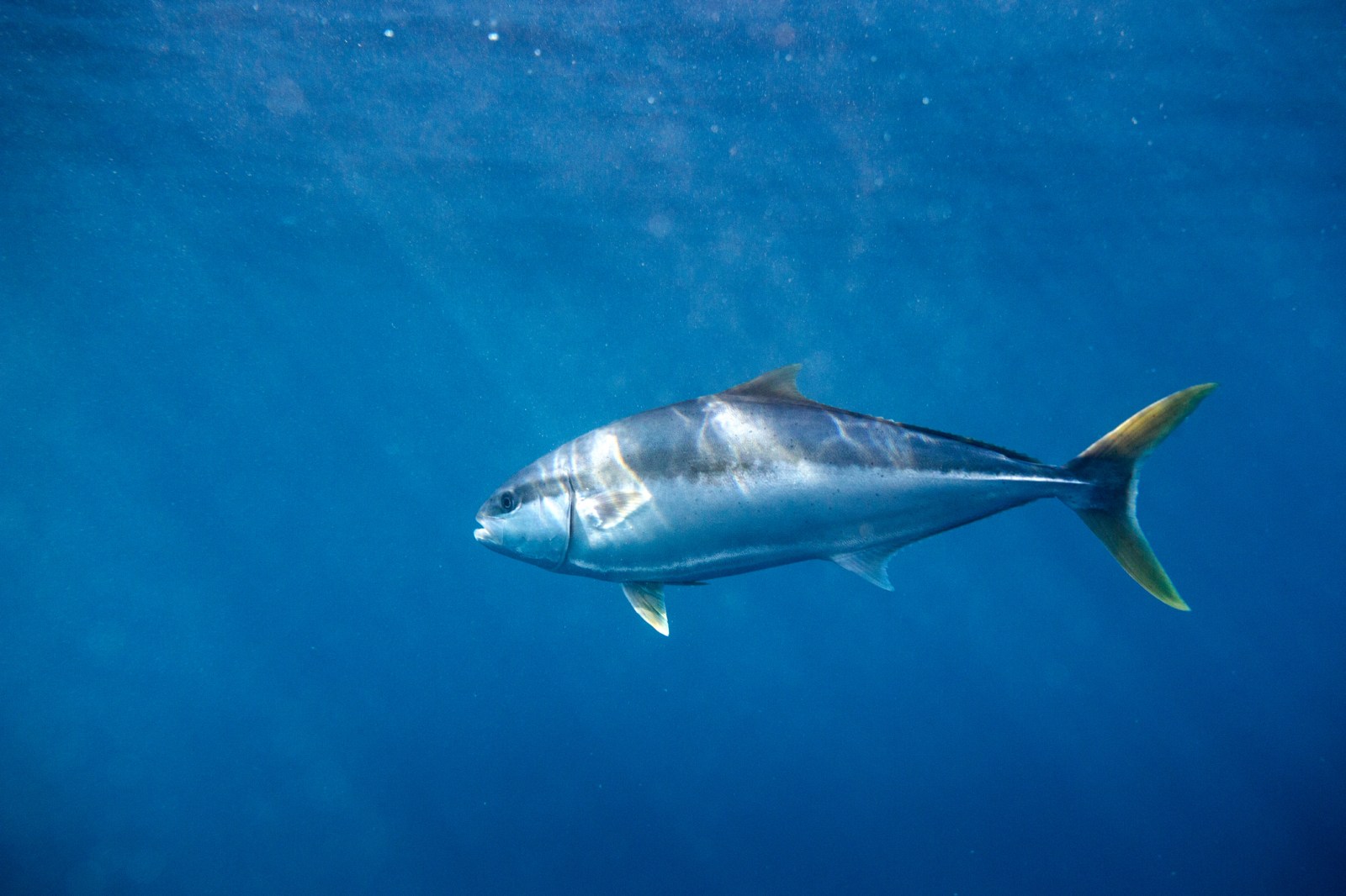Trump’s Proclamation Opens Pacific Marine Areas to Commercial Fishing