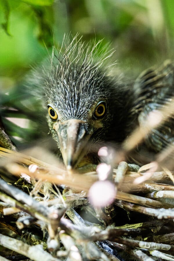Why Black-Crowned Night Herons Face Possible Extinction