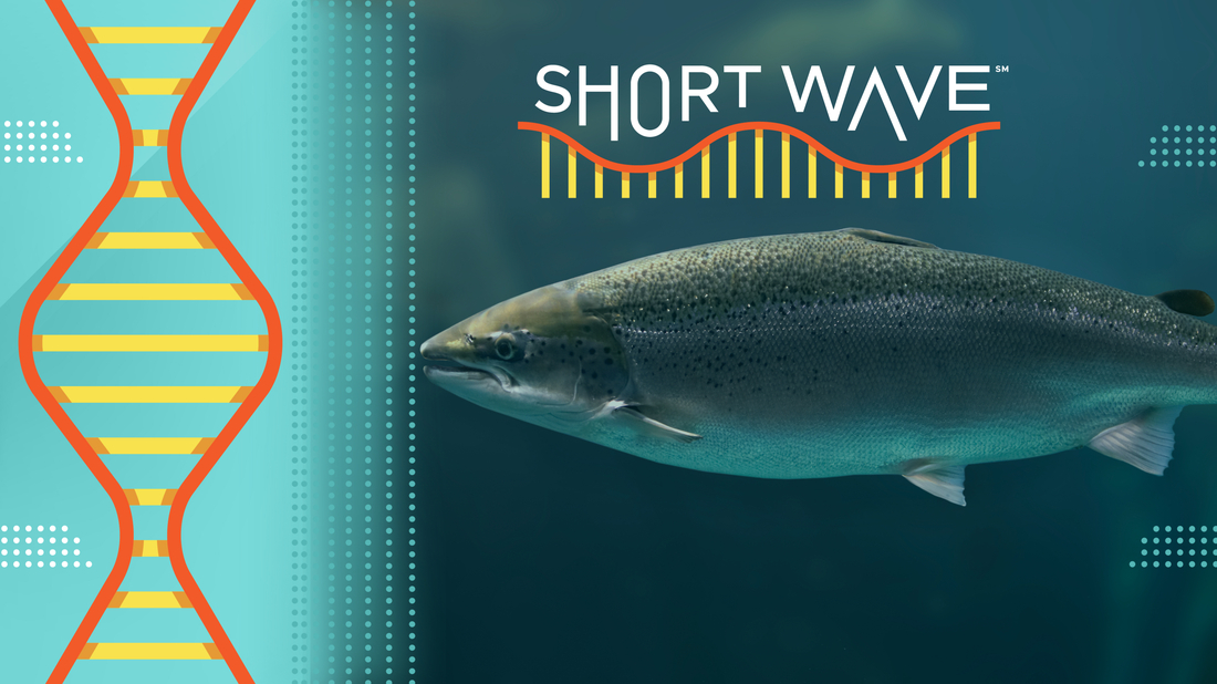 The Mysterious Deaths of Coho Salmon: A Closer Look at Tire Chemicals