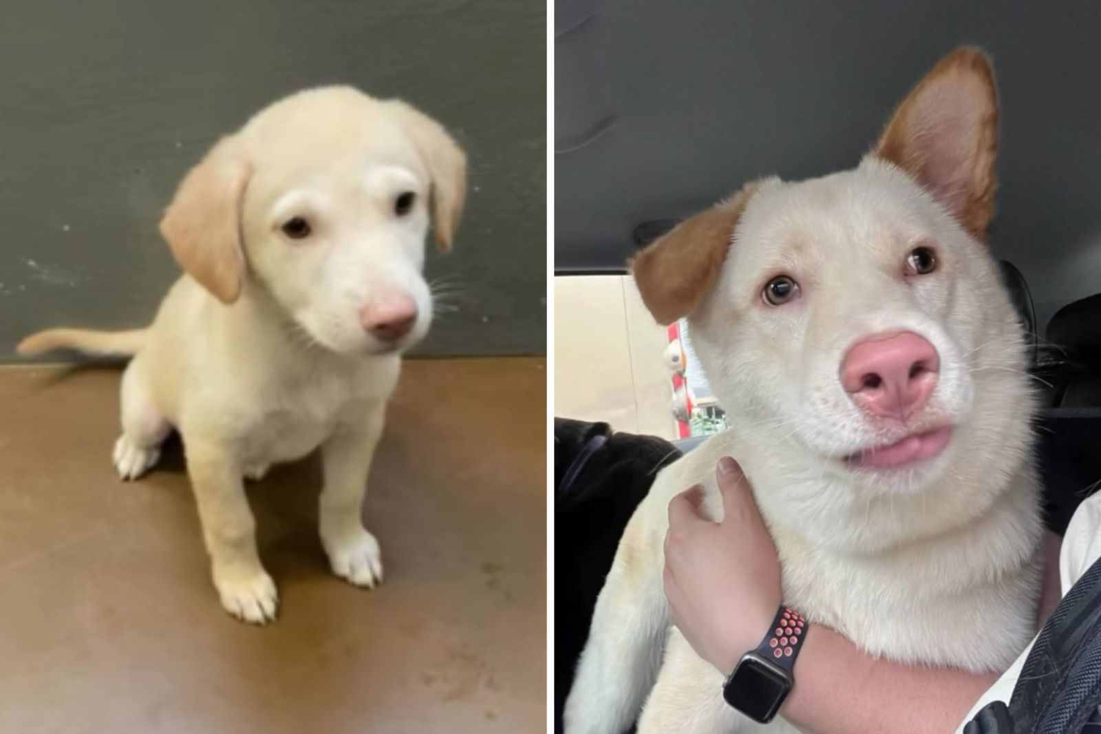 The Challenges of Identifying Rescue Puppy Breeds Based on Appearance
