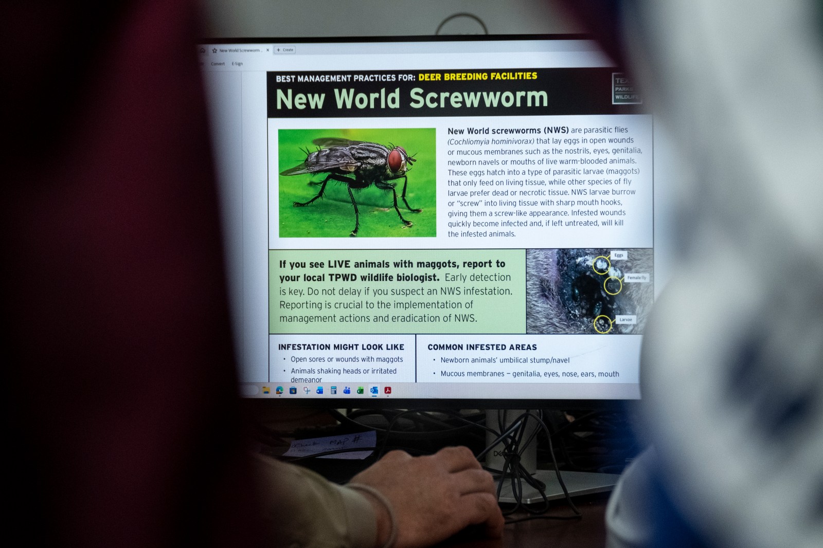 New Case of New World Screwworm Detected in Texas