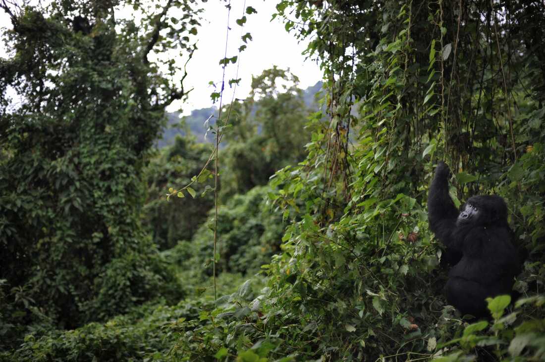 Virunga National Park: Protecting Wildlife Amid Ebola and Conflict