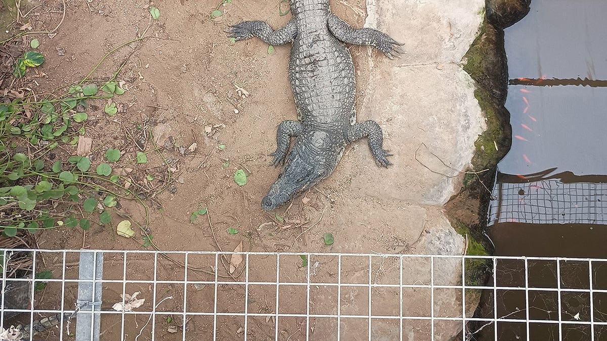 Man Charged with Attempted Murder After Incident at Zoo