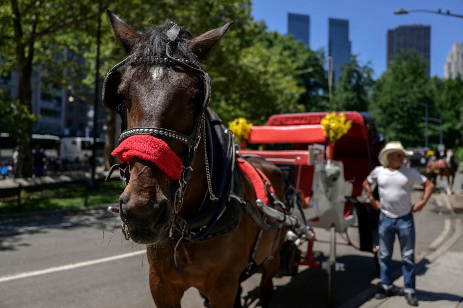 Debate on Carriage Horses in NYC Intensifies After Horse’s Death