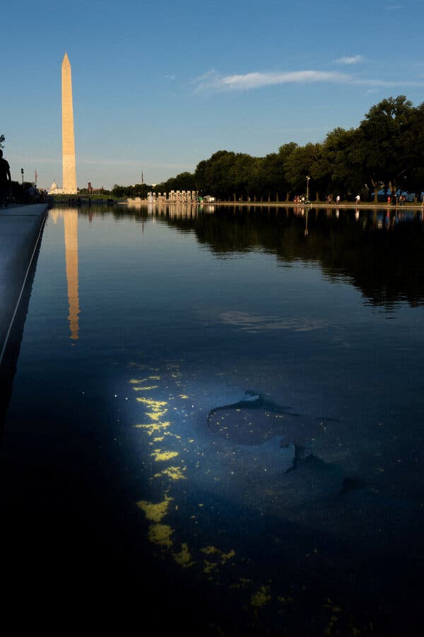 The Reflecting Pool Fiasco: A Farcical Episode of Trumpism