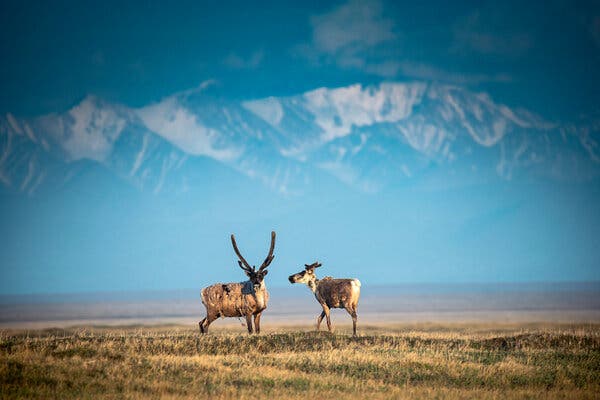 Limited Oil Lease Auction in Arctic Refuge