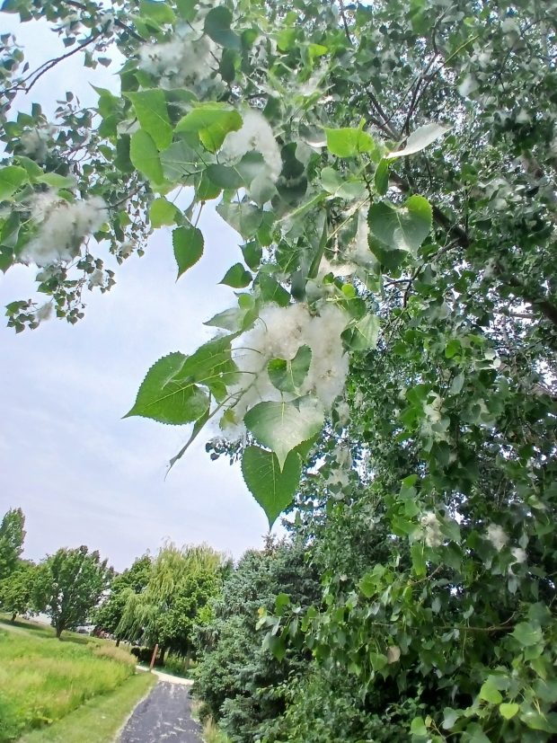 The Eastern Cottonwood: A Unique Tree in Northeastern Illinois