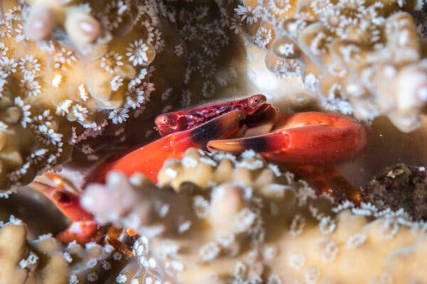 Hopeful Findings for Coral Reefs Amidst Global Warming