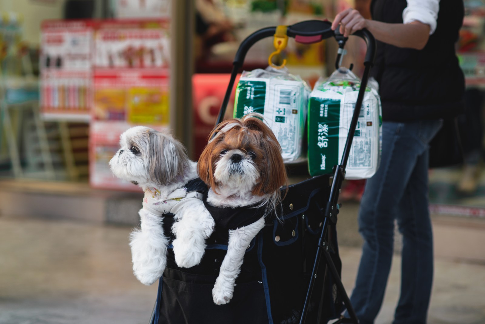 Taiwan’s Pet Population Surpasses Children Amid Declining Birthrate