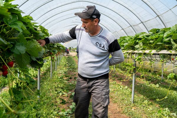 Impact of Brexit on British Farms and Immigration Patterns