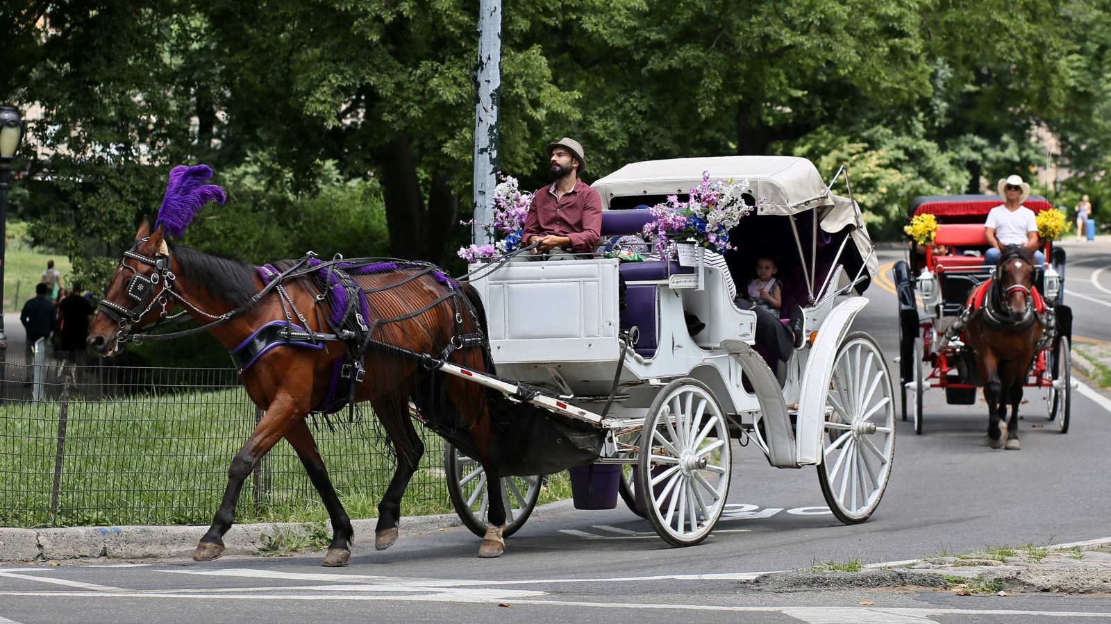 The Controversy Surrounding Horse-Drawn Carriages in Central Park