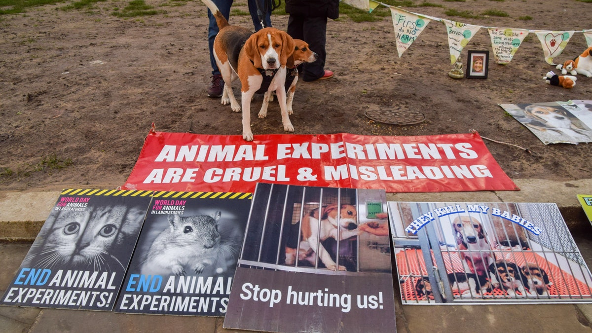 Beagles Rescued from Wisconsin Facility Find New Homes
